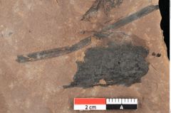 Foto (Detailansicht) von Zostena ungeri Ettingshausen (NHMW-GEO-2024-0188-0447)